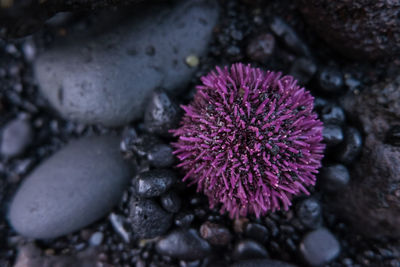 Close-up of pink flower on rock