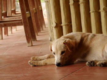 Close-up of dog relaxing on hardwood floor