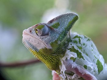 Iguana Reptile