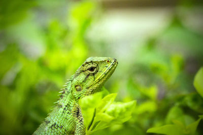 Close-up of a lizard