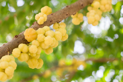 Close-up of grapes growing on tree