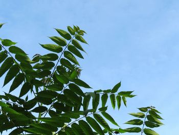 Low angle view of leaves against sky