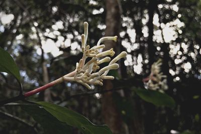 Close up of plant