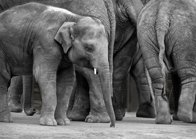 View of elephant in zoo