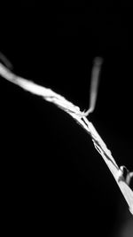 Close-up of twigs over black background