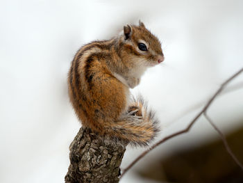 Close-up of squirrel