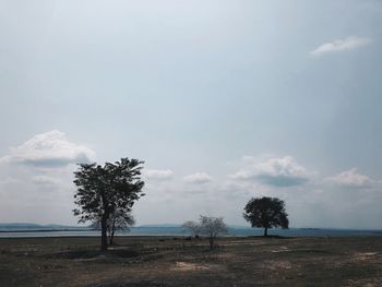 Trees on field against sky