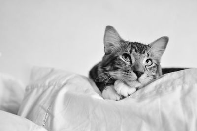 Portrait of cat resting on bed