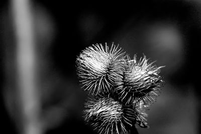 Close-up of thistle