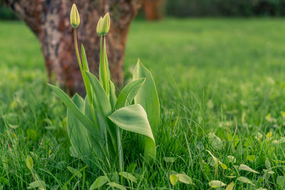 Close-up of flower growing in field