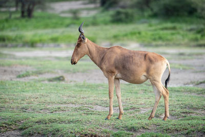 Horse standing in a field