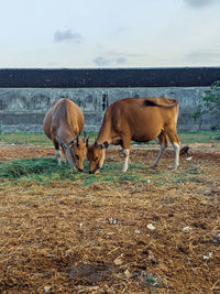 Horses standing in field