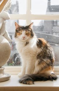 Portrait of cat sitting on window