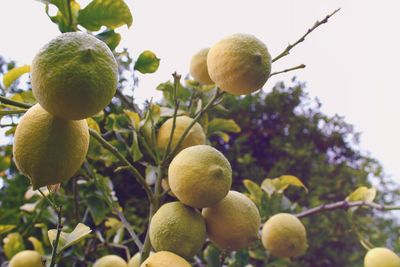 Low angle view of lemons growing on tree against sky