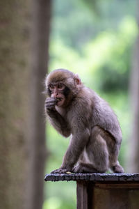 Monkey sitting on railing