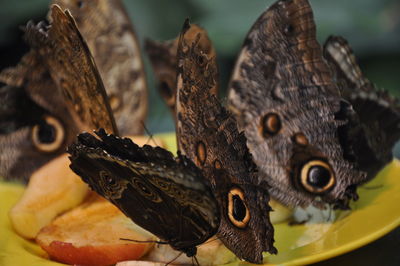 Close-up of butterfly