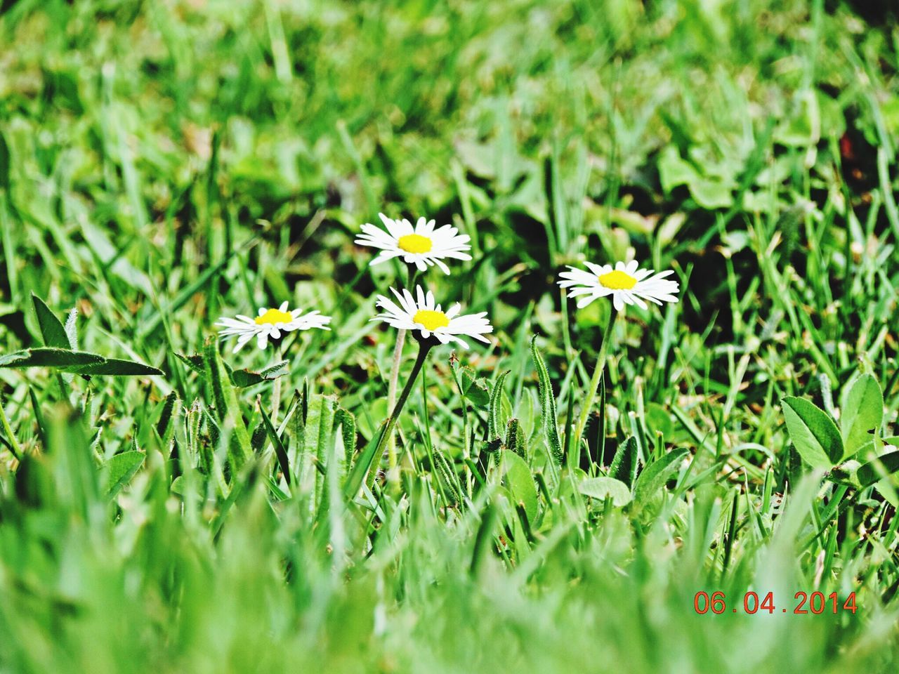 flower, growth, freshness, fragility, beauty in nature, field, petal, nature, grass, blooming, green color, selective focus, plant, white color, flower head, focus on foreground, yellow, daisy, wildflower, in bloom