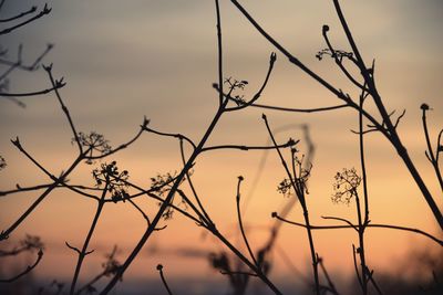 Close-up of branches against sunset sky