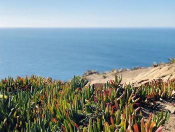 Close-up of plants growing on beach against sky