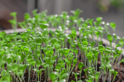 Fresh micro greens, growing, macro photography. green leafs. mixed salad