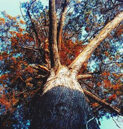 Low angle view of trees in forest during autumn