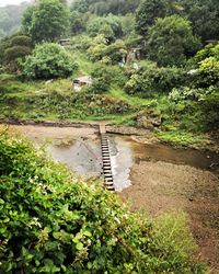 Scenic view of river amidst trees in forest