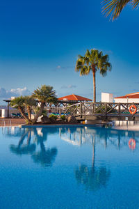 Palm trees in swimming pool