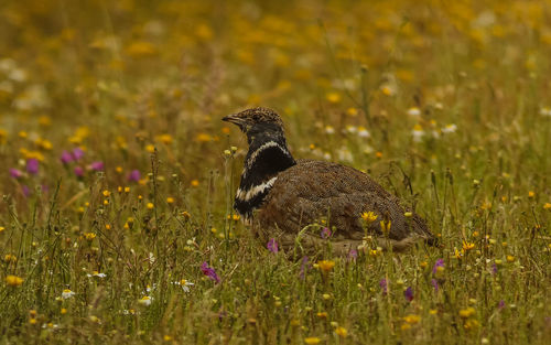 Close-up of a bird on field