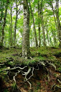 Trees growing in forest