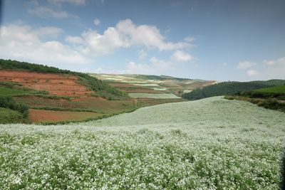 Scenic view of farm against sky