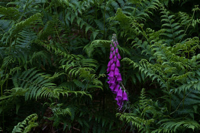 Plant growing on a tree