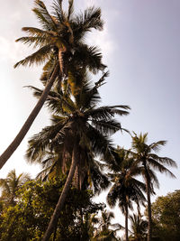 Low angle view of palm tree against sky