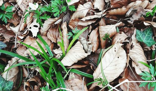 Close-up of leaves on field