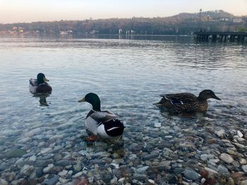 Ducks swimming in lake