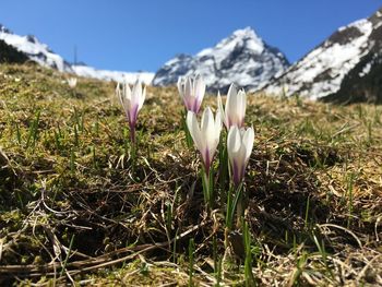 Close-up of white crocus flowers on field