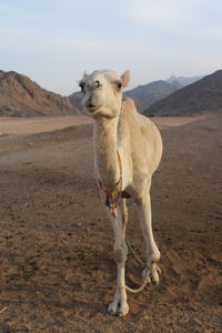 Horse standing on a desert