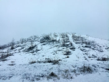 Trees on snow covered land against sky