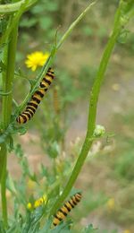 Close-up of insect on flower