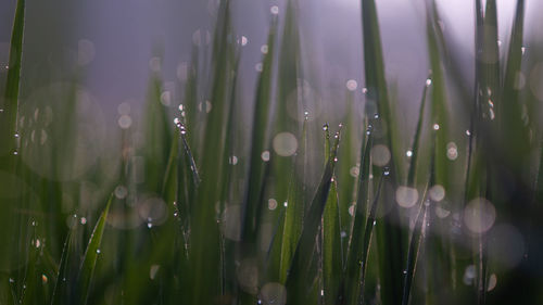 Close-up of wet plants in rainy season