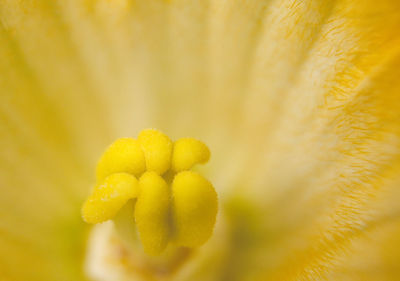 Close-up of yellow flower