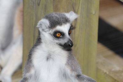 High angle view of ring-tailed lemur at zoo