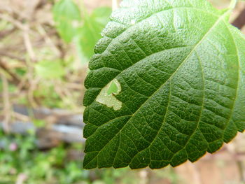 Close-up of fresh green leaf