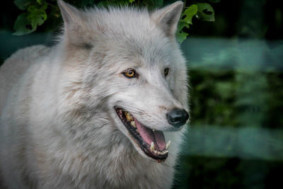 Close-up of dog looking away