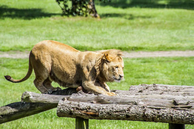 Full length of a cat lying on grass