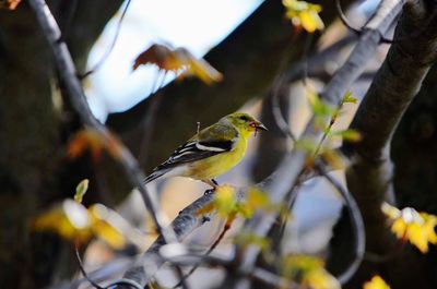 Close-up of bird perching on branch