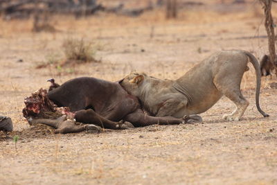 Lion feeding on prey