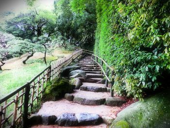 Walkway amidst trees in forest