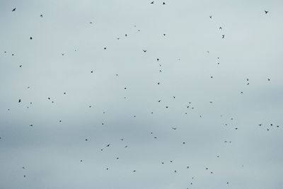 Low angle view of birds flying against sky