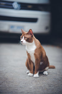 Cat looking away on street