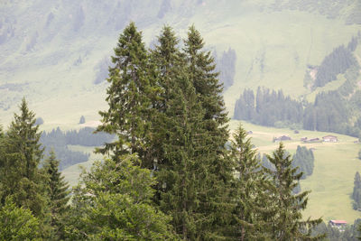 Scenic view of pine trees in forest during winter